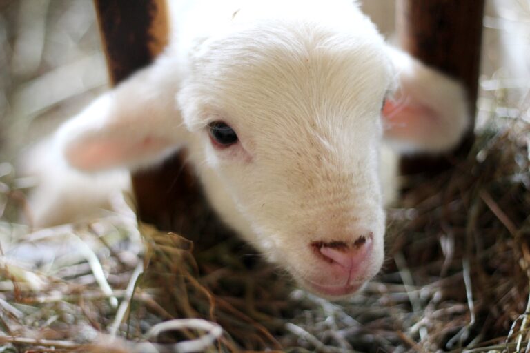 The Bummer Lamb | Embracing Brokenness Ministries